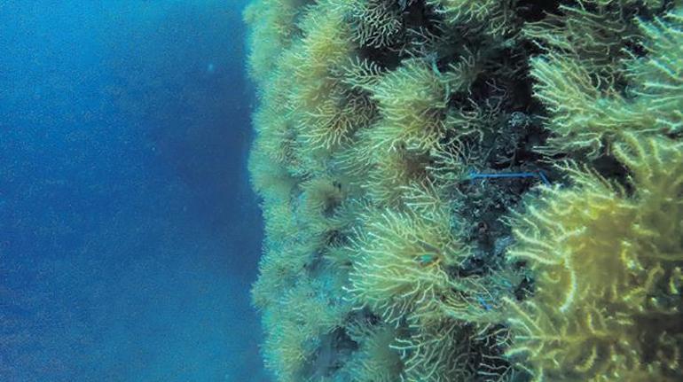 Bebek mercanlar Marmara’nın kalbinde atıyor