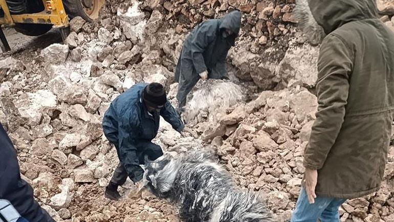Mardinde şiddetli yağış felakete yol açtı Araçlar sürüklendi, hayvanlar telef oldu