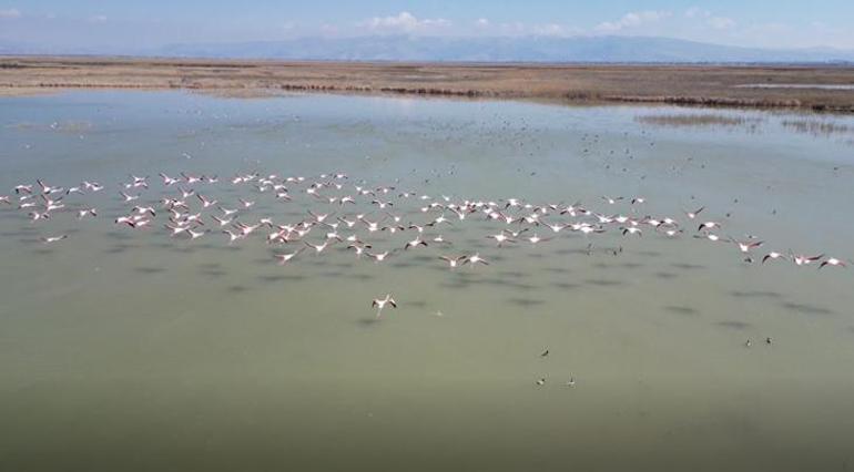 Kayseri’de flamingo şöleni: Hürmetçi ve Sultan Sazlığı’nda binlerce kuş görüntülendi