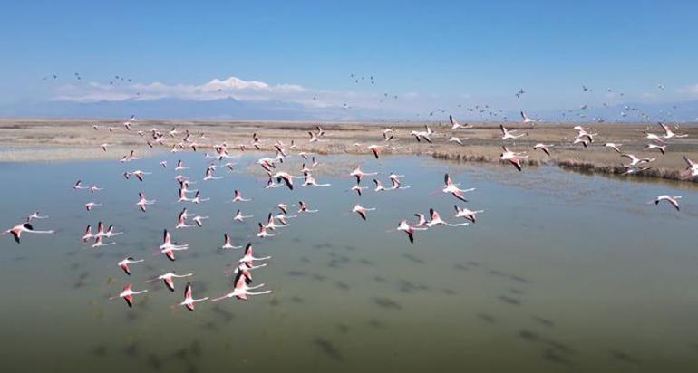 Kayseri’de flamingo şöleni: Hürmetçi ve Sultan Sazlığı’nda binlerce kuş görüntülendi