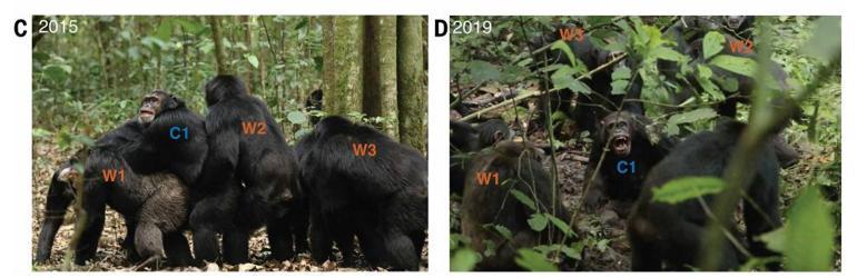 First recorded civil war among wild chimpanzees unfolds in Uganda