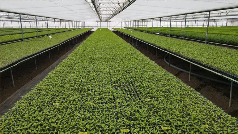 Arkadaş tavsiyesiyle sebze fidesi üretmeye başladı: Yıllık 4 milyon adet satıyor