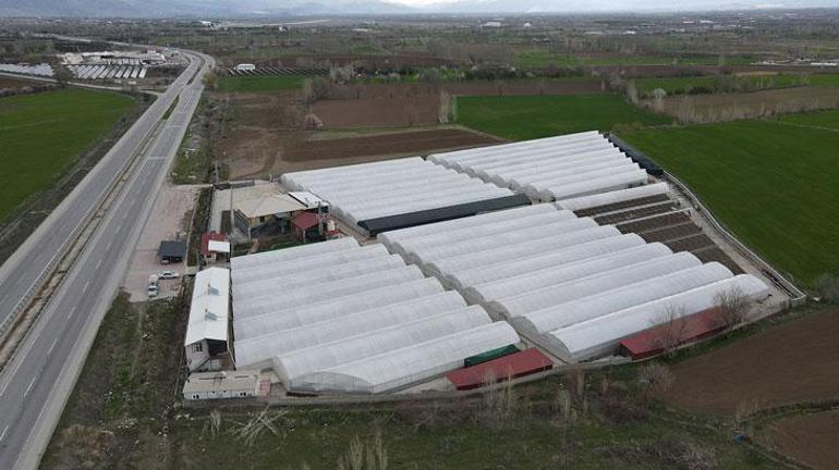 Arkadaş tavsiyesiyle sebze fidesi üretmeye başladı: Yıllık 4 milyon adet satıyor