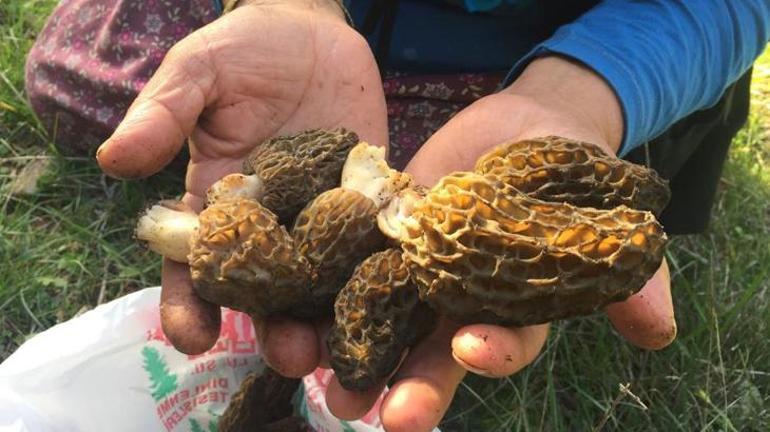 Nadir bulunuyor Dağlardan toplayıp kilosunu 1.500 TLden satıyorlar