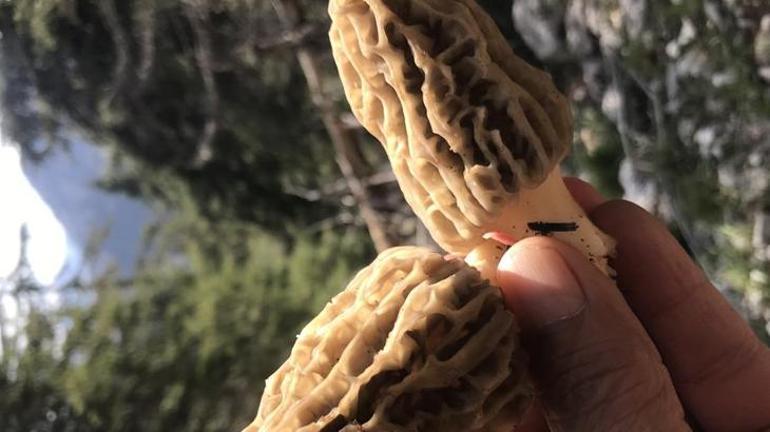 Nadir bulunuyor Dağlardan toplayıp kilosunu 1.500 TLden satıyorlar