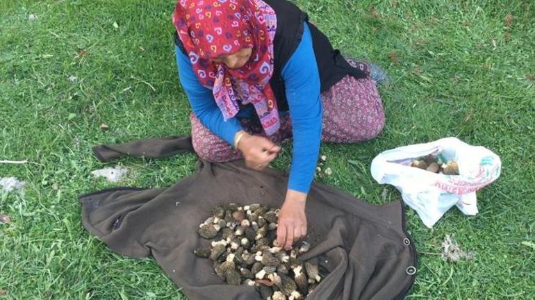 Nadir bulunuyor Dağlardan toplayıp kilosunu 1.500 TLden satıyorlar
