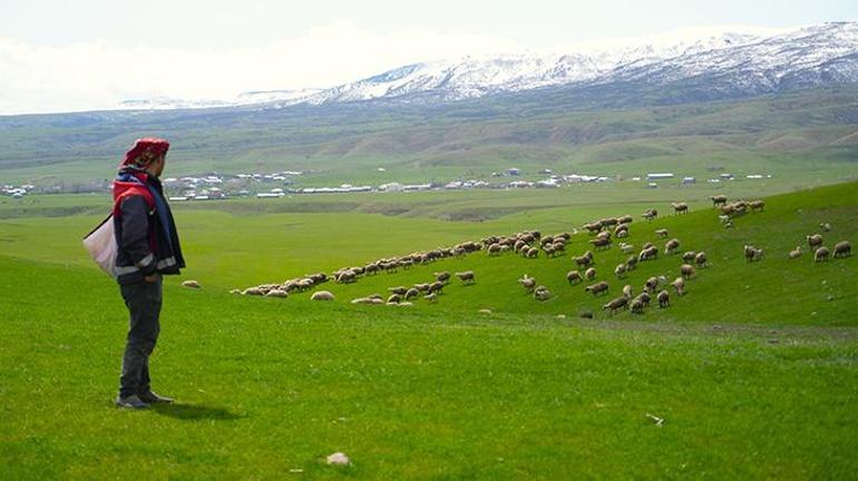 Genç besicilere büyük destek: 100 küçükbaş hayvan temin edilecek