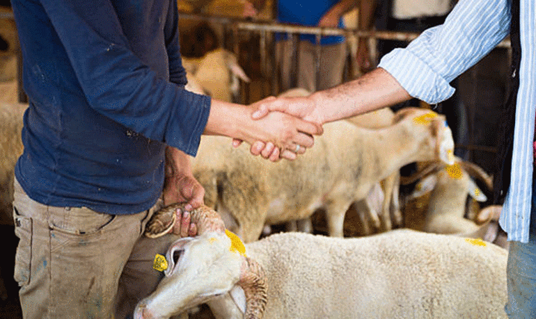 VEKALETLE KURBAN KESİM BEDELİ YURT İÇİ YURT DIŞI NE KADAR Kurban Fiyatları ne kadar 2026 Kurbanlıkta küçükbaş ve büyükbaş hayvanlar kaç TL