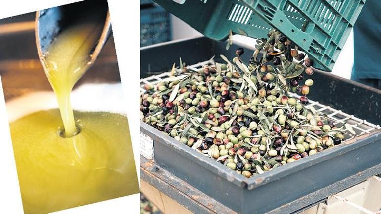 Gelenekten geleceğe zeytin kültürü