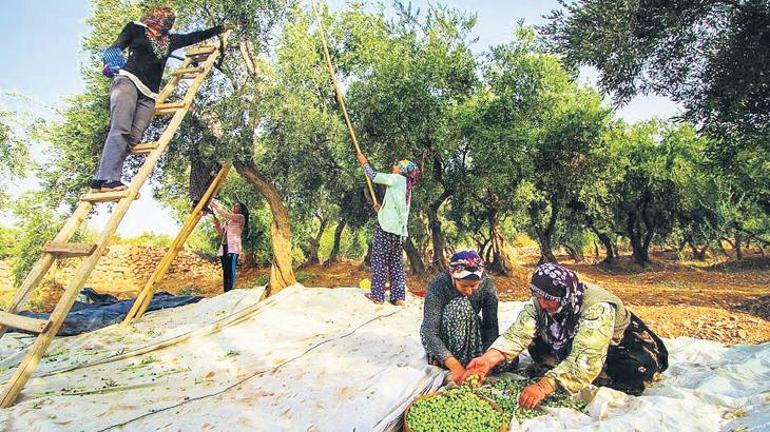 Gelenekten geleceğe zeytin kültürü