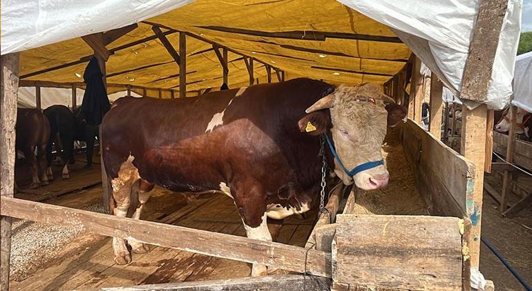 Gebzede kurban pazarının yıldızı 1 tonluk Şampiyonun fiyatı dudak uçuklatıyor