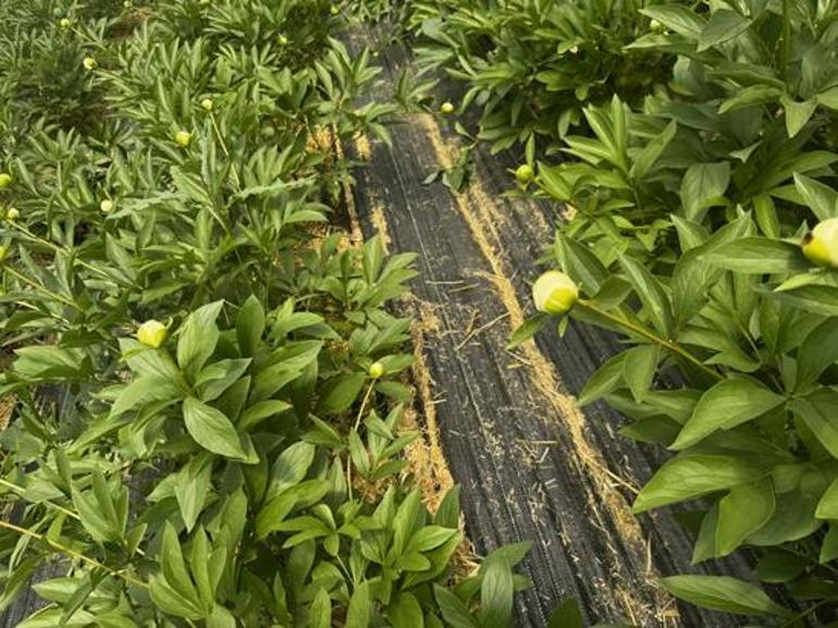 Antalya’da tarladan servete dönüşen çiçek Tanesi 150 TL’ye satılıyor, Türkiye’nin dört bir yanından sipariş yağıyor