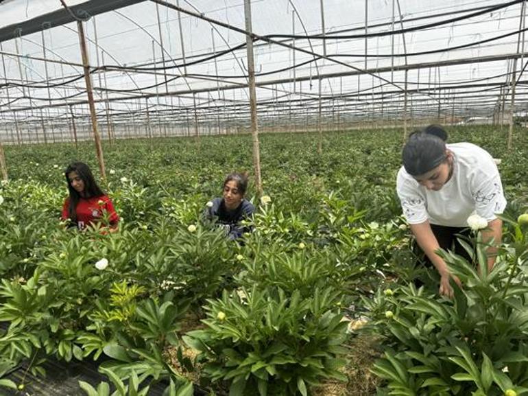 Antalya’da tarladan servete dönüşen çiçek Tanesi 150 TL’ye satılıyor, Türkiye’nin dört bir yanından sipariş yağıyor