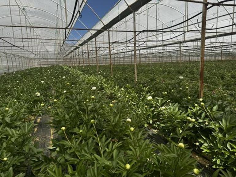 Antalya’da tarladan servete dönüşen çiçek Tanesi 150 TL’ye satılıyor, Türkiye’nin dört bir yanından sipariş yağıyor