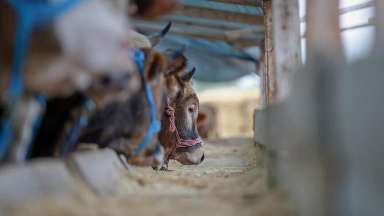 Kurban alacaklar dikkat İşte 5 soruda kurbanlık hayvan seçiminde dikkat edilmesi gerekenler