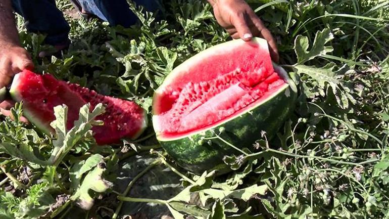 Adanada sezonun ilk karpuz hasadı başladı: Kilosu 25 TL