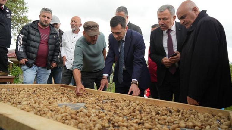 Topraktaki altının hasadı başladı: Kilosu 12 bin TLden satılıyor