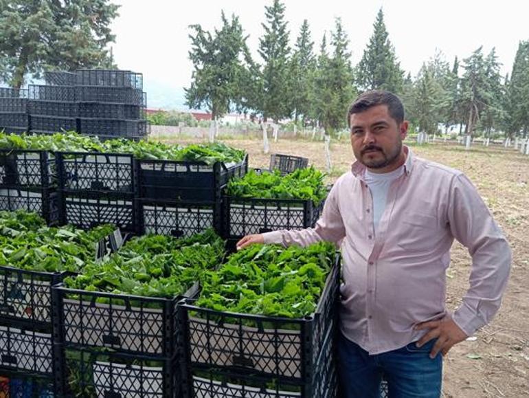 Yeşil altın için sabahın köründe mesai Daha daldayken para kazandırıyor: Kilosu 90 liraya kadar çıktı