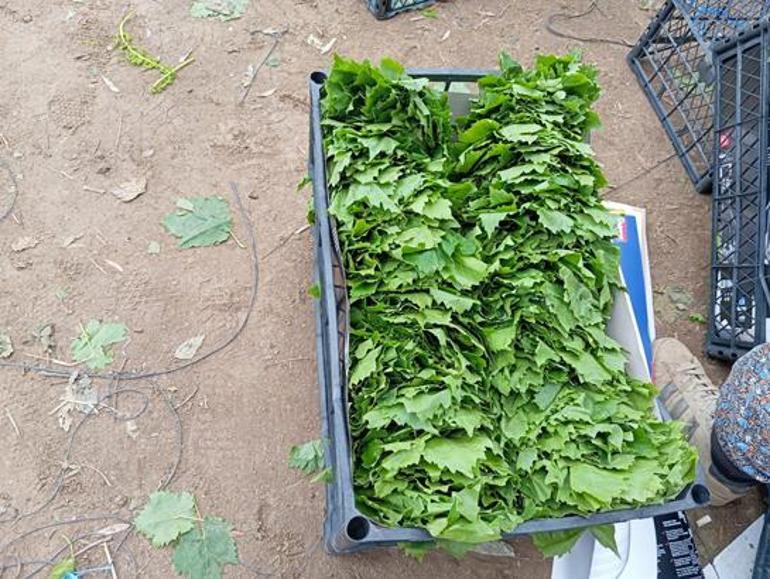 Yeşil altın için sabahın köründe mesai Daha daldayken para kazandırıyor: Kilosu 90 liraya kadar çıktı