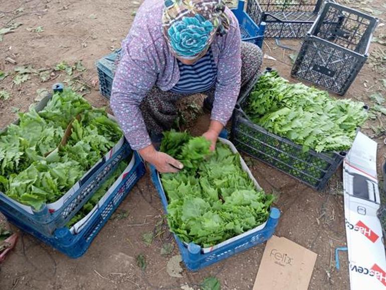 Yeşil altın için sabahın köründe mesai Daha daldayken para kazandırıyor: Kilosu 90 liraya kadar çıktı