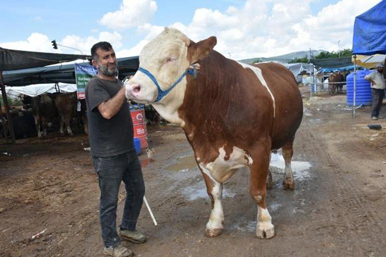 İzmir’de kurban pazarının yıldızı 1 ton 250 kiloluk dev Haso Ağa dudak uçuklatan fiyata satıldı