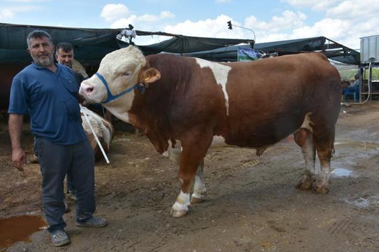 İzmir’de kurban pazarının yıldızı 1 ton 250 kiloluk dev Haso Ağa dudak uçuklatan fiyata satıldı