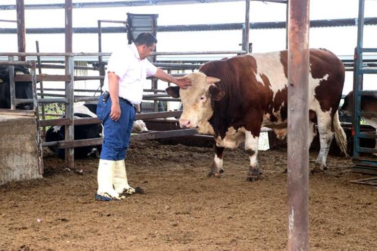 Şampiyon boğanın oğlu kurban pazarında Bu yılın gözdesi alıcısını bekliyor: Tam 1 ton 100 kilo