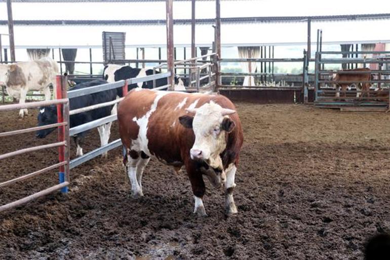 Şampiyon boğanın oğlu kurban pazarında Bu yılın gözdesi alıcısını bekliyor: Tam 1 ton 100 kilo
