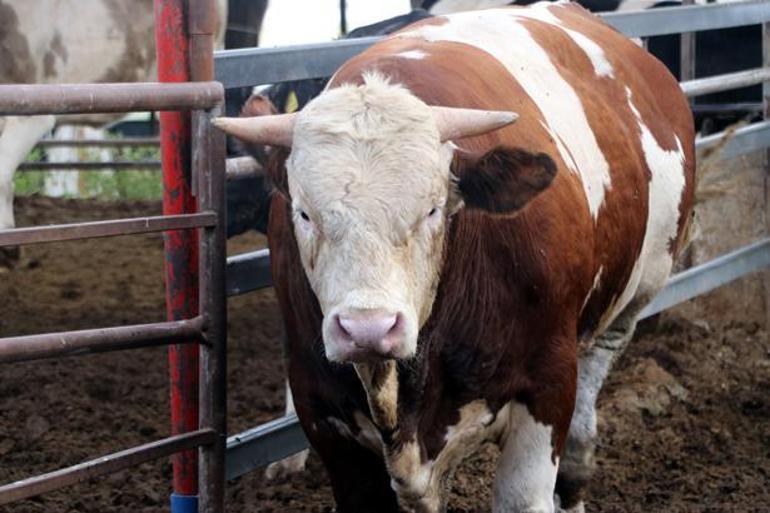 Şampiyon boğanın oğlu kurban pazarında Bu yılın gözdesi alıcısını bekliyor: Tam 1 ton 100 kilo