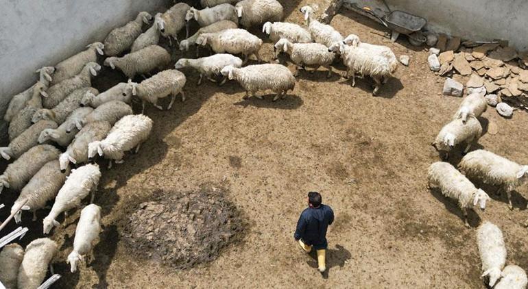 Üniversite mezunu Hayatı 6 yaşında yakalandığı hastalıkla değişti: ‘70 küçükbaşım var, mutluyum’