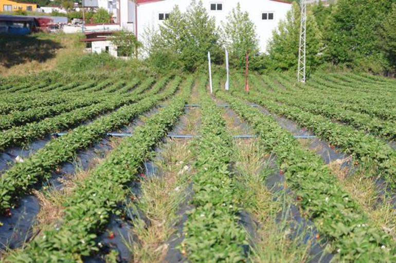 Hasat sezonu umutla başladı Bu lezzetin sırrı sınırdaki bereketli topraklarda: Rekor rekolte beklentisi