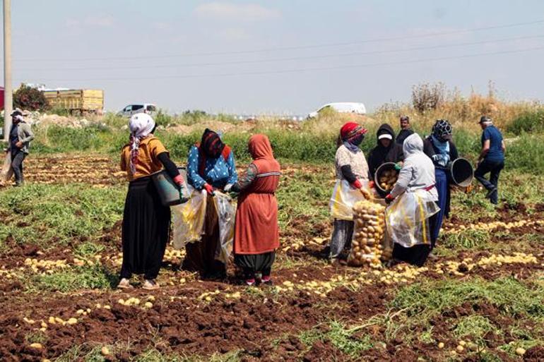 Tarlada tablo değişti Patates hasadında 20 günde fiyat 10 TL birden geriledi