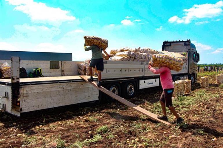 Tarlada tablo değişti Patates hasadında 20 günde fiyat 10 TL birden geriledi