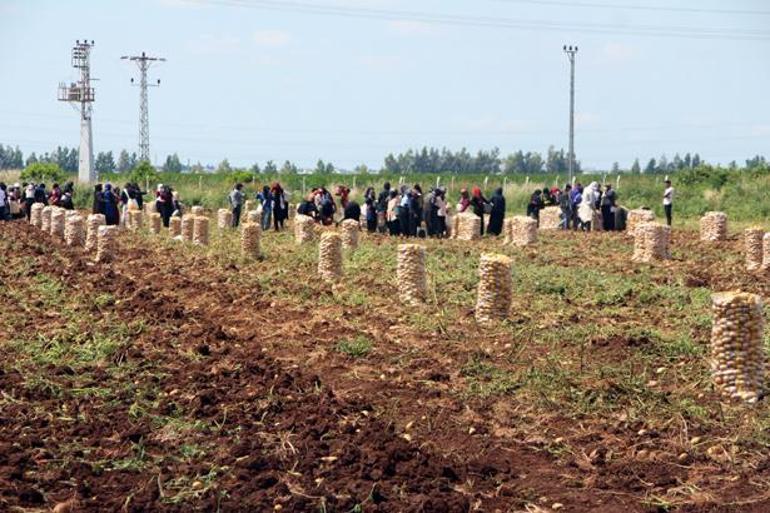 Tarlada tablo değişti Patates hasadında 20 günde fiyat 10 TL birden geriledi