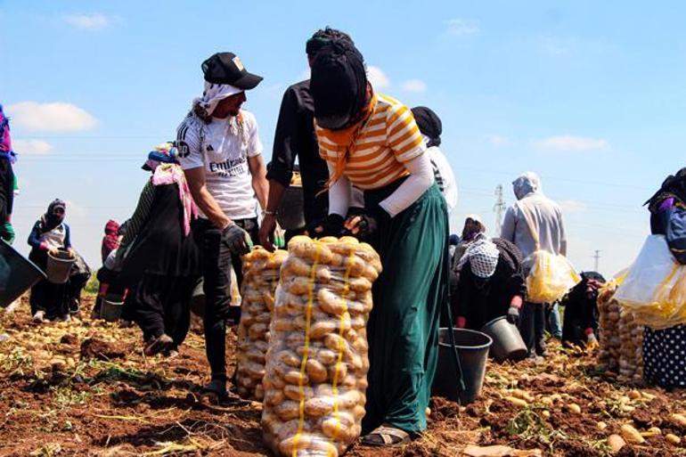 Tarlada tablo değişti Patates hasadında 20 günde fiyat 10 TL birden geriledi
