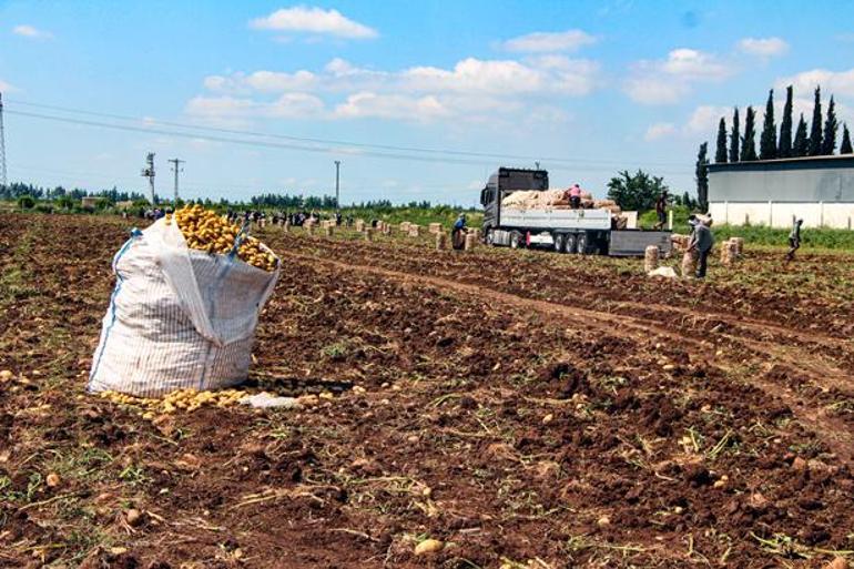Tarlada tablo değişti Patates hasadında 20 günde fiyat 10 TL birden geriledi