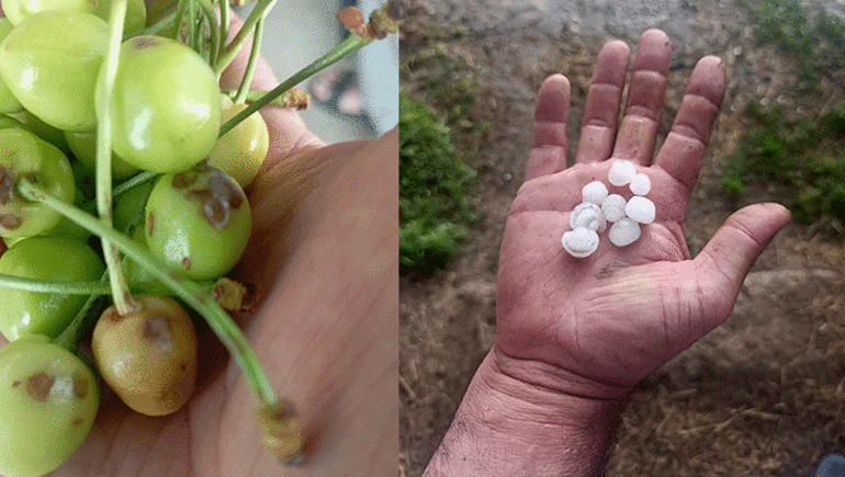 Üreticinin emeğini dolu vurdu 25 dakikalık yağış Eber kirazına büyük hasar verdi