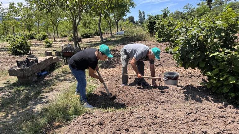 Emekli oldu, toprağa yatırım yaptı Şimdi 100 bin yumrudan 1 ton ürün bekliyor