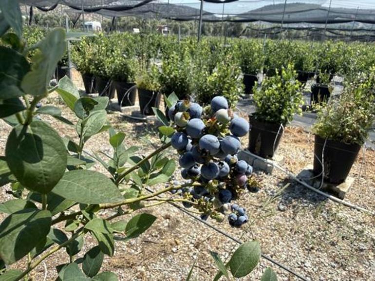 İstanbulu bıraktı, Bodrumda servet yetiştiriyor Yaban Mersini için Türkiyenin dört bir yanından geliyorlar