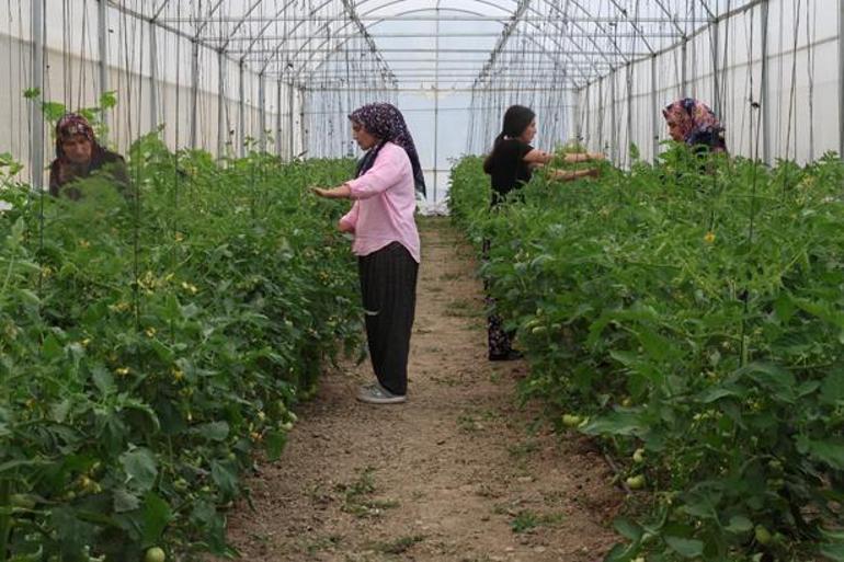 Kimse inanmadı, kadınların azmi başardı Çorak topraklar servet üreten bahçelere dönüştü