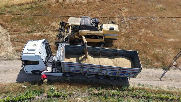 Yılın ilk hasadı başladı ama çiftçi hayal kırıklığı yaşadı Beklenmeyen kayıp