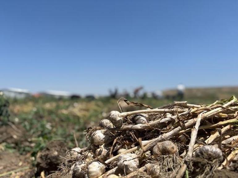 Kimse beklemiyordu Tahılın başkentinde ilk kez ekildi: Hedef 350 ton rekolte