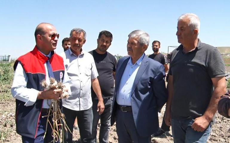 Kimse beklemiyordu Tahılın başkentinde ilk kez ekildi: Hedef 350 ton rekolte