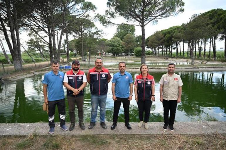 Edirnede 5 yılda 40 milyon sazan üretildi Göl ve göletlere dev balık takviyesi