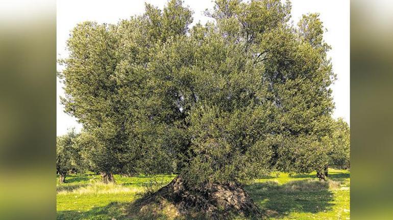 Ölmez ağacın gölgesinde gelecek yetişiyor