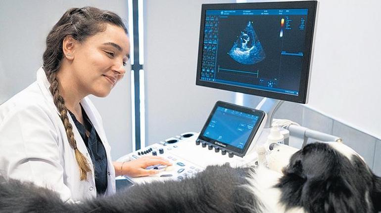 Köpeklerde burun tümörlerine radyoterapi umudu