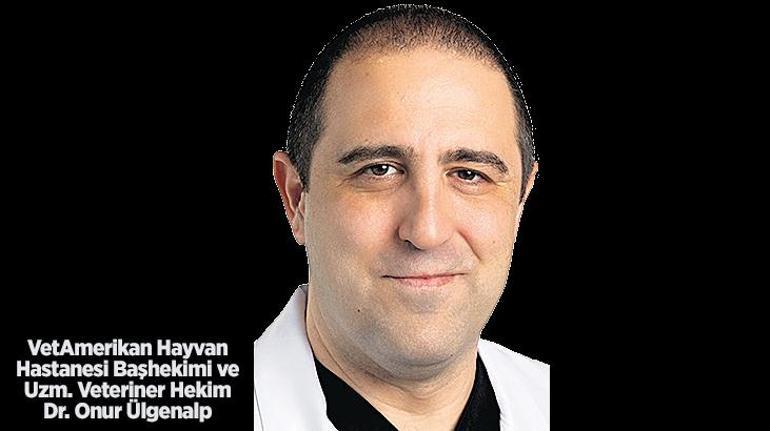 Köpeklerde burun tümörlerine radyoterapi umudu