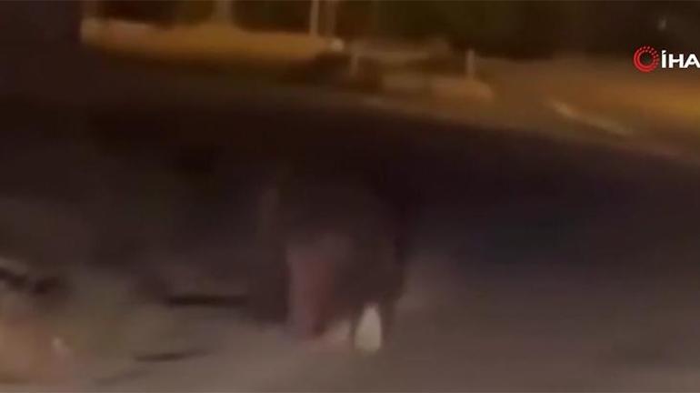 Balkondan alıp 20 metre sürükledi İzmirde ayı dehşeti... Yaşlı adam hayatını kaybetti