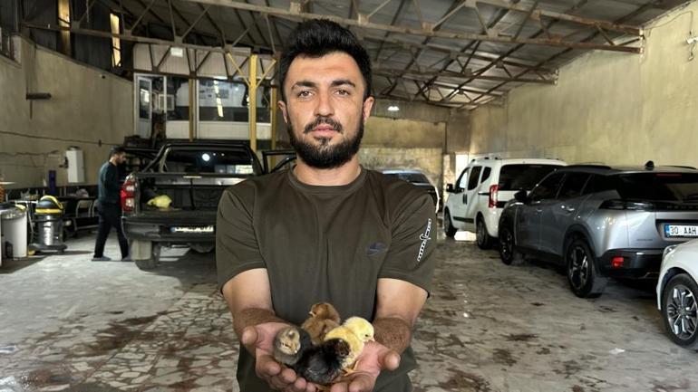 Bir belgesel izledi, hayatı değişti Oto yıkamacı içinde kuluçka makinesi