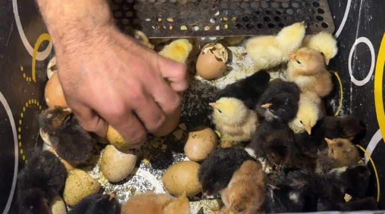 Bir belgesel izledi, hayatı değişti Oto yıkamacı içinde kuluçka makinesi